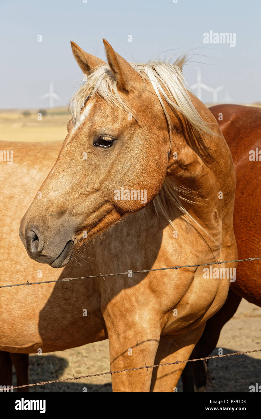 Chevaux dans un paysage de plaines au Dakota du Nord Banque D'Images