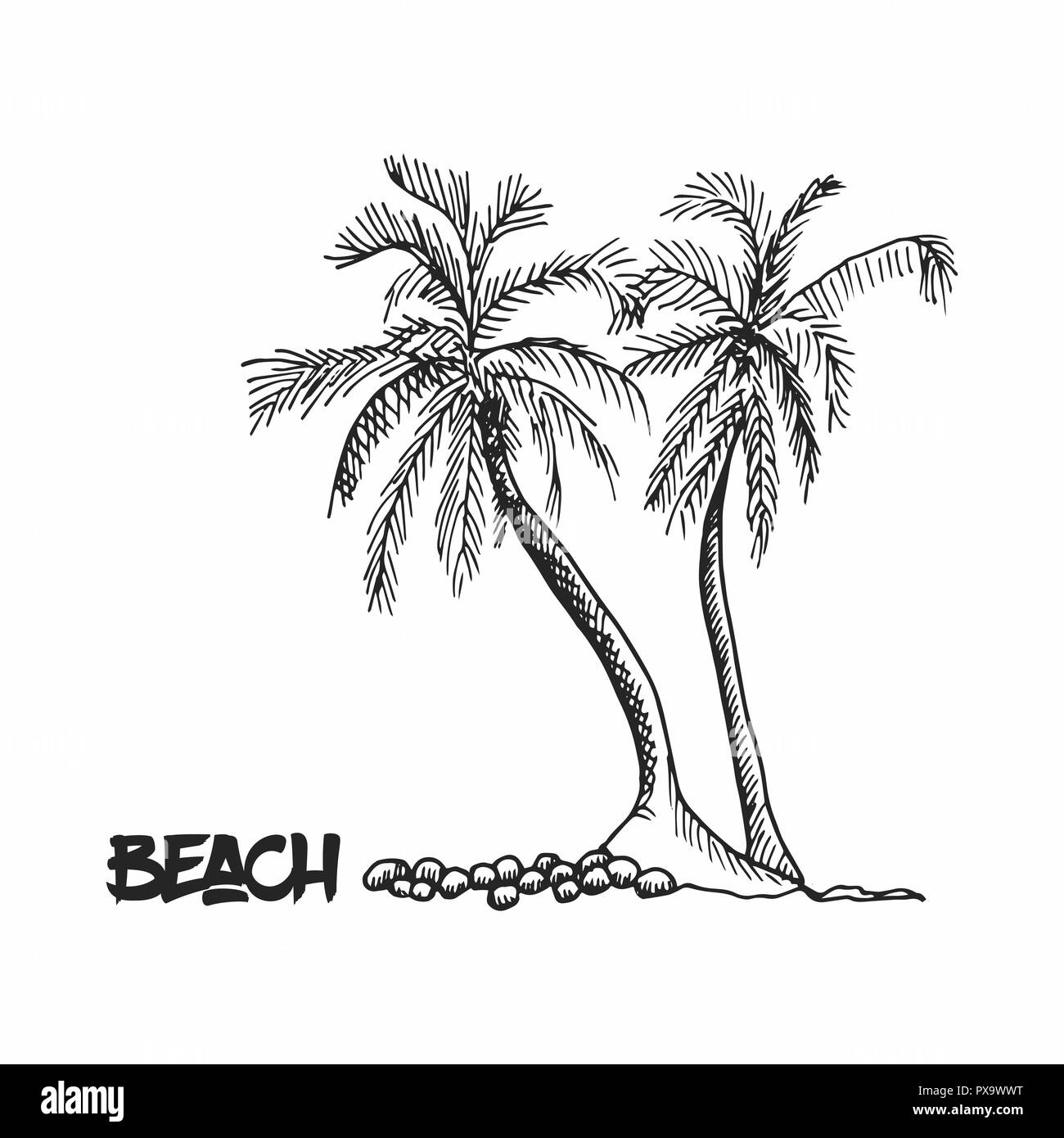 Palmiers contours dessinés à la main, croquis. Deux arbres exotiques isolé sur fond blanc. Illustration de Vecteur Palmiers contours dessinés à la main, croquis. Deux arbres exotiques isolé sur fond blanc. Illustration de Vecteur