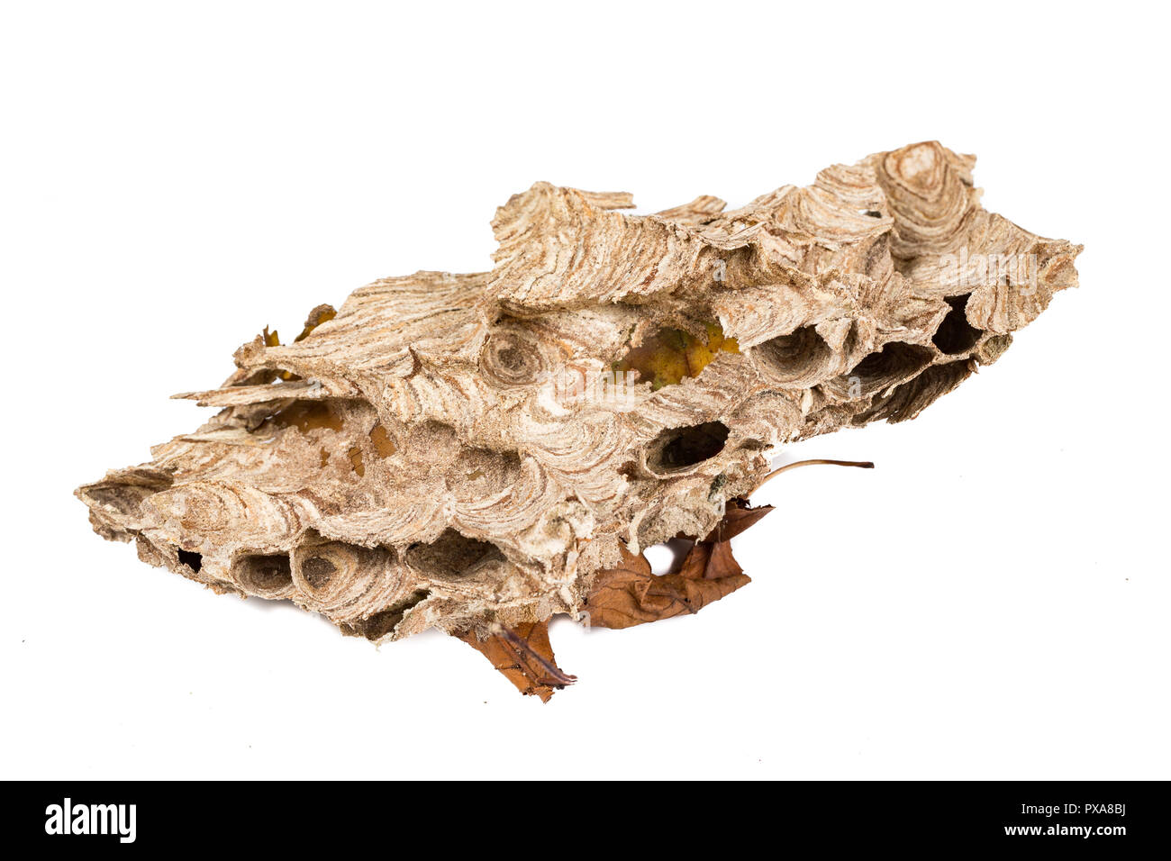 Nid d'insecte frelon asiatique Banque d'images détourées Alamy — free download