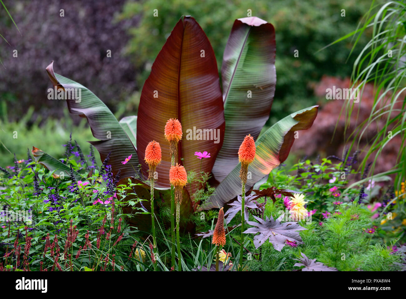 Ensete ventricosum maurelii,banane,Kniphofia, orange, red hot poker,salvia amistad,tropical, plantes,plantes,jardin,plantation,summer,Floral RM Banque D'Images