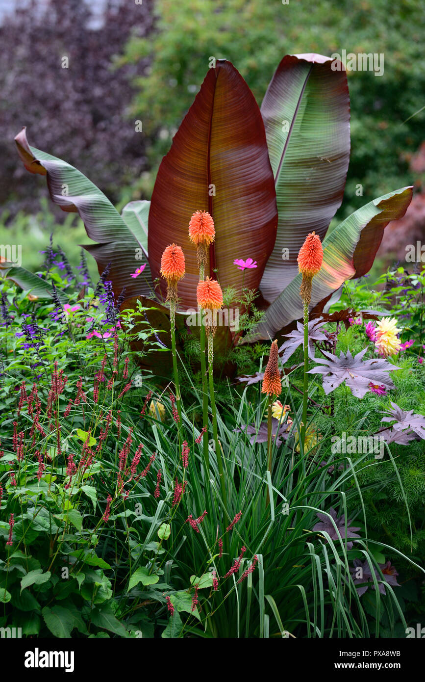 Ensete ventricosum maurelii,banane,Kniphofia, orange, red hot poker,salvia amistad,tropical, plantes,plantes,jardin,plantation,summer,Floral RM Banque D'Images