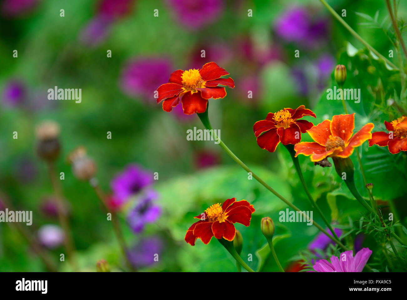 Tagetes patula, orange, fleurs,fleurs,fleurs,marigold exotiques,jardin,Fleurs,RM Banque D'Images