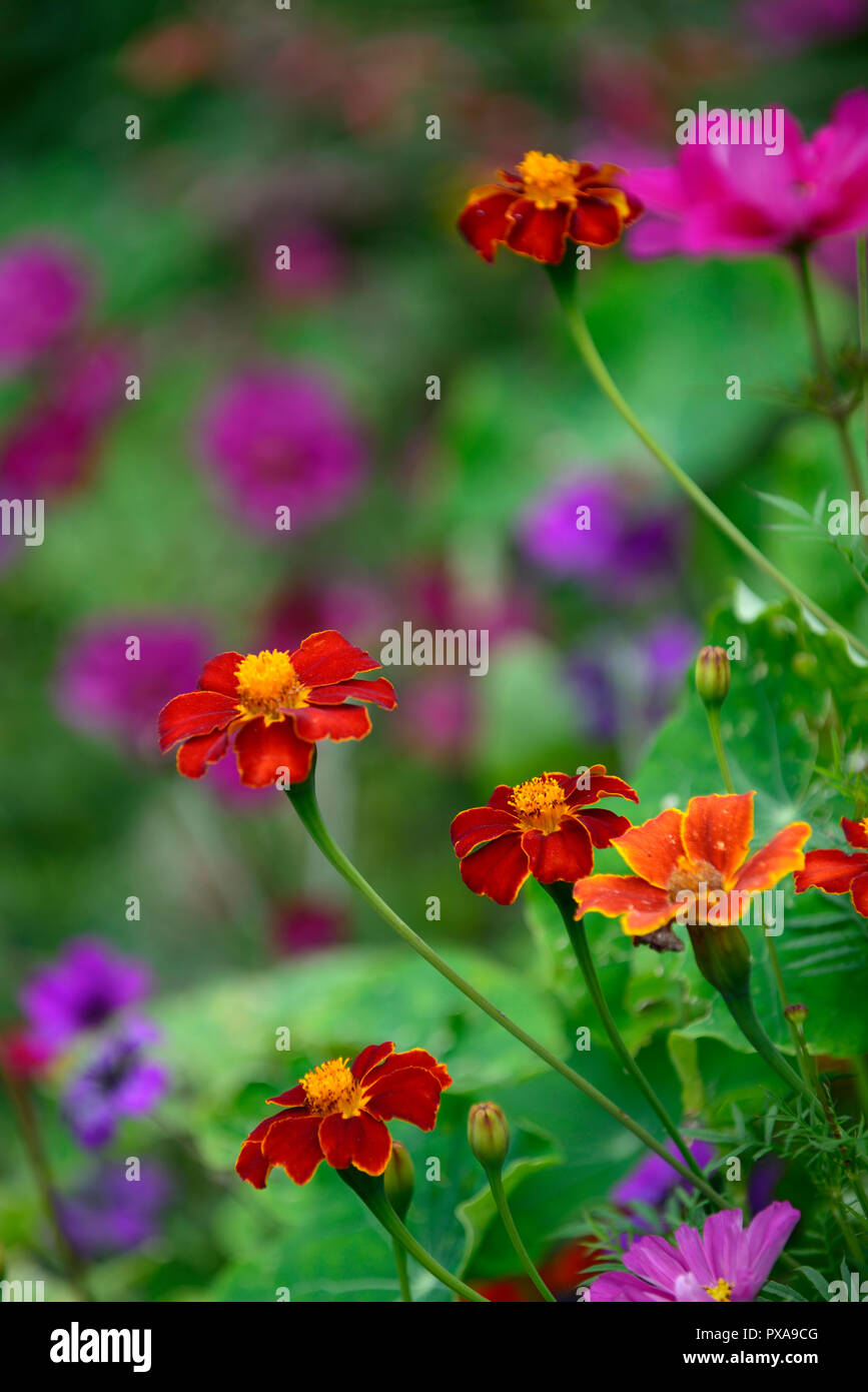 Tagetes patula, orange, fleurs,fleurs,fleurs,marigold exotiques,jardin,Fleurs,RM Banque D'Images