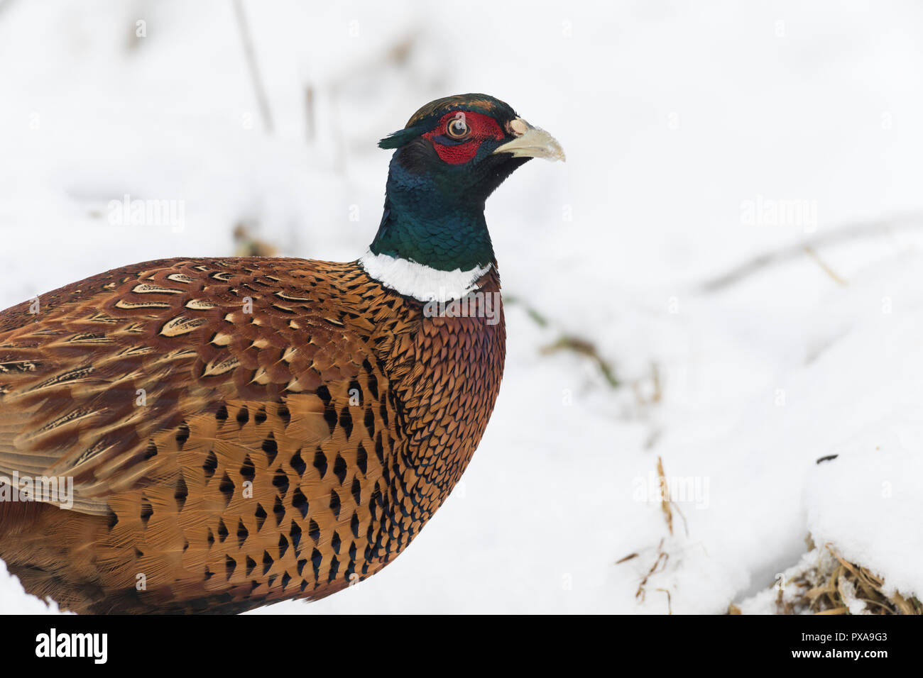 Fasan, Jagdfasan, Jagd-Fasan, Männchen im Schnee, Hahn, Faisan de Colchide Phasianus colchicus, commun, faisan, homme, Faisan de Colchide, le Faisan de Colchicum autumnale Banque D'Images
