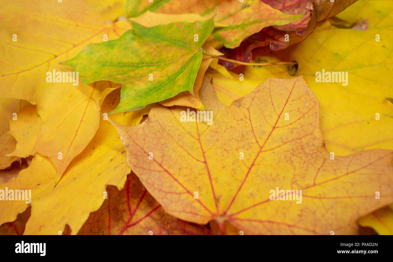 Fond d'automne de feuilles d'érable Feuilles d'érable en close-up. Studio Shot Banque D'Images