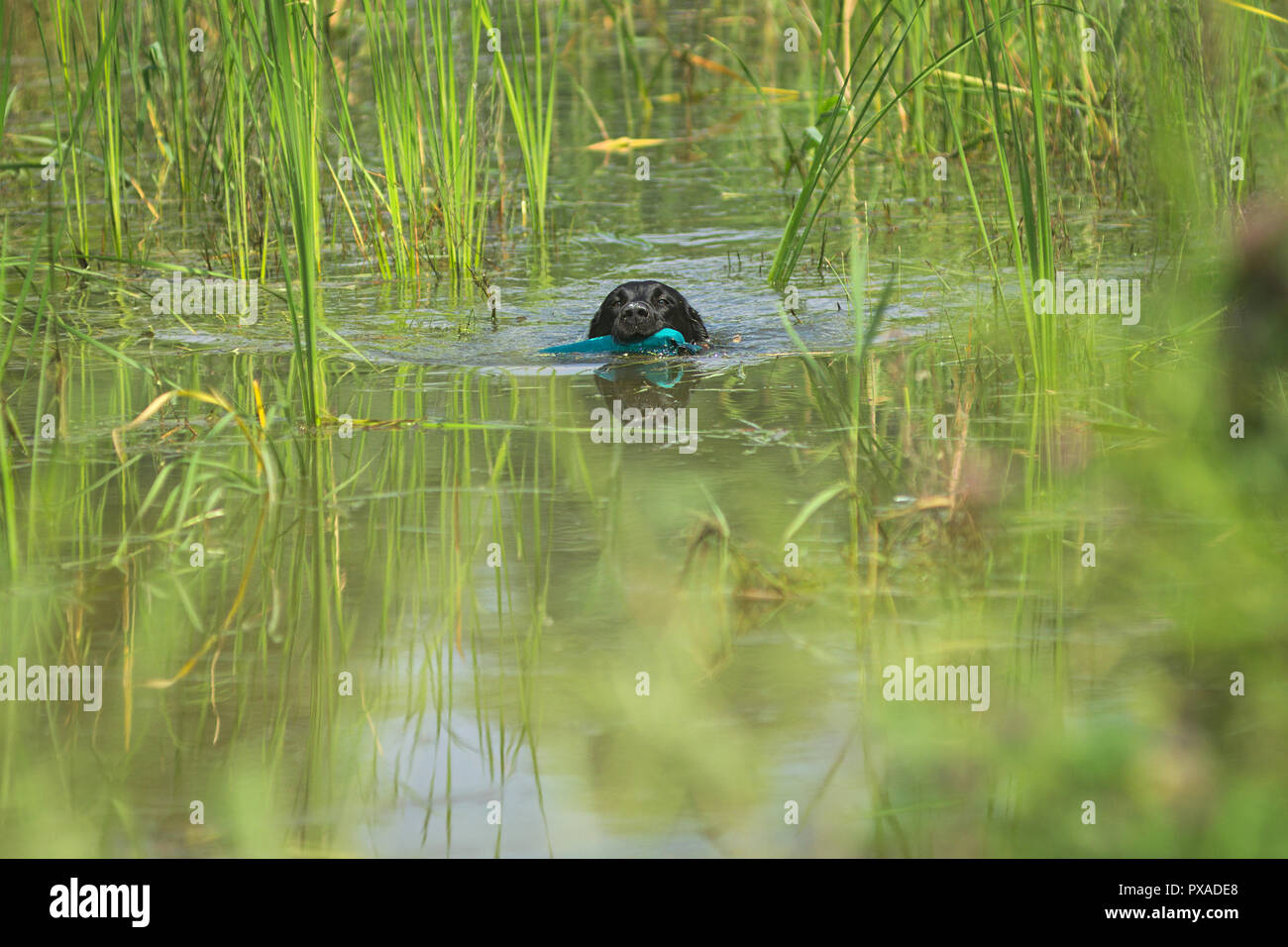 Un Labrador noir est pis au cours de l'IWT 2018 tenue en Italie Banque D'Images