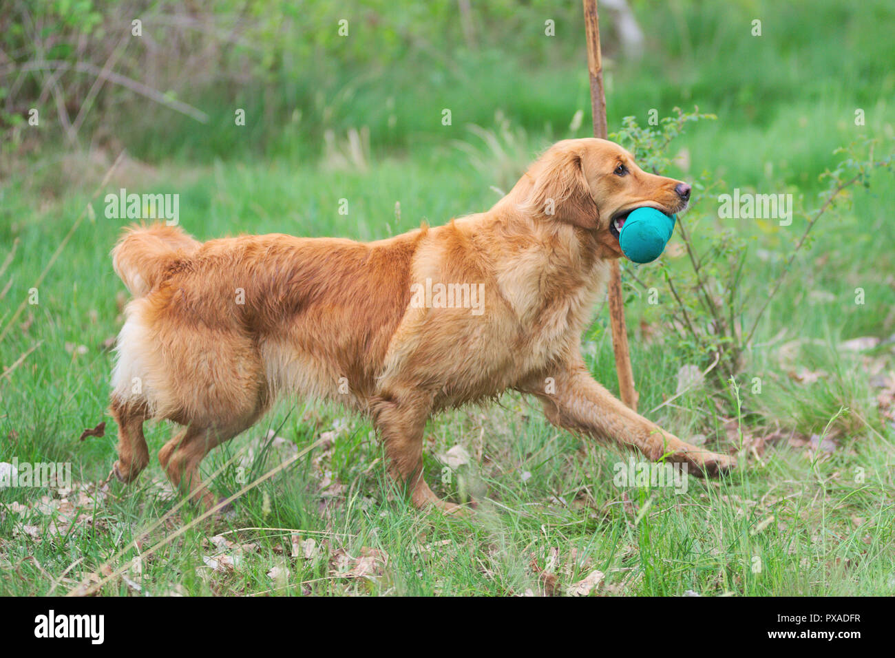 Belle golden retriever récupération factice vert Banque D'Images