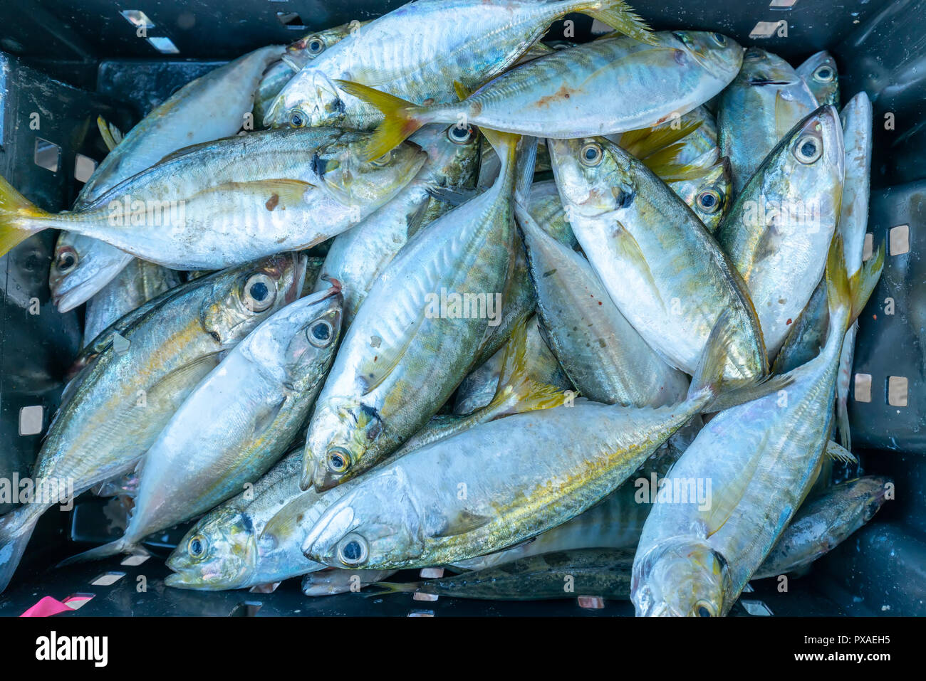 Après la pêche de poisson frais sont négociés sur des marchés aux poissons. Cette espèce de poisson vivent dans les eaux de l'Europe centrale et sud-est du Vietnam red snapper Banque D'Images