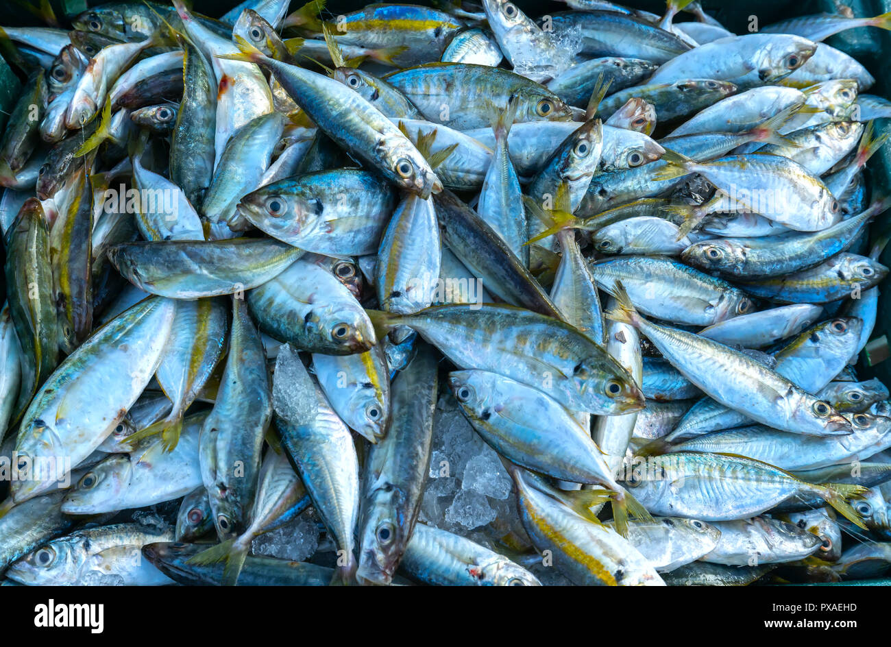 Après la pêche de poisson frais sont négociés sur des marchés aux poissons. Cette espèce de poisson vivent dans les eaux de l'Europe centrale et sud-est du Vietnam red snapper Banque D'Images