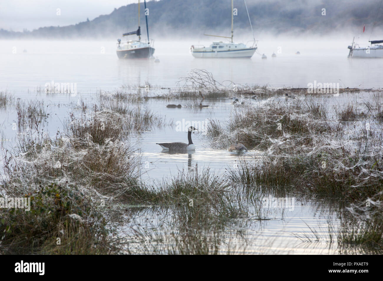 Les Bernaches du Canada dans les eaux de crue de l'inondation 20128 Octobre à Ambleside à la tête du lac Windermere, Lake District, UK avec des toiles d'ARAIGNÉES sur th Banque D'Images