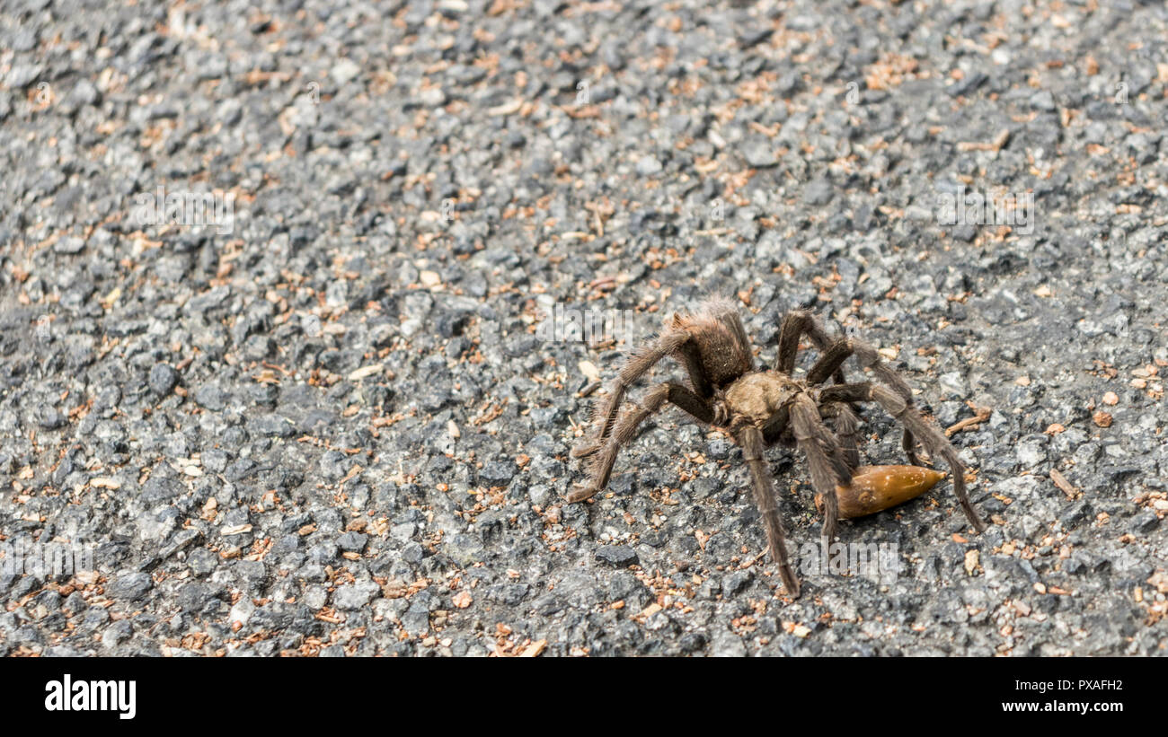 Une tarentule traverse la route pendant la saison des amours dans Pinnacles National Park, California, USA. Banque D'Images Une tarentule traverse la route pendant la saison des amours dans Pinnacles National Park, California, USA. Banque D'Images