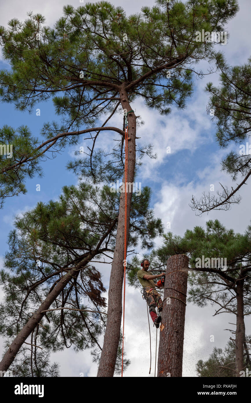 Bûcheron professionnel en action près d'une maison. L'abattage d'arbres de  pin haute nécessite l'abattage de leurs boles du haut vers le bas Photo  Stock - Alamy