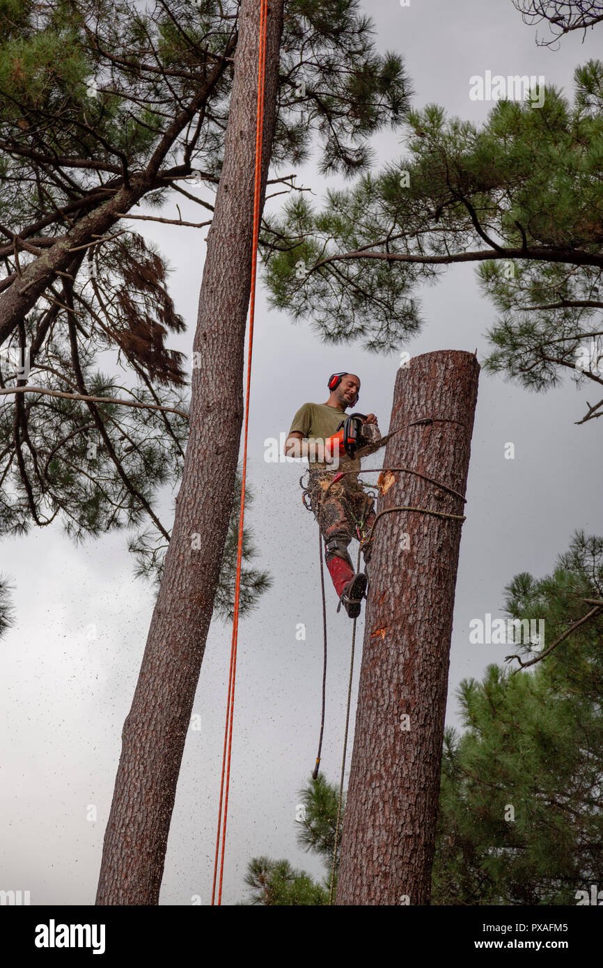 Bûcheron professionnel en action près d'une maison. L'abattage d'arbres de pin haute nécessite l'abattage de leurs boles du haut vers le bas. Banque D'Images