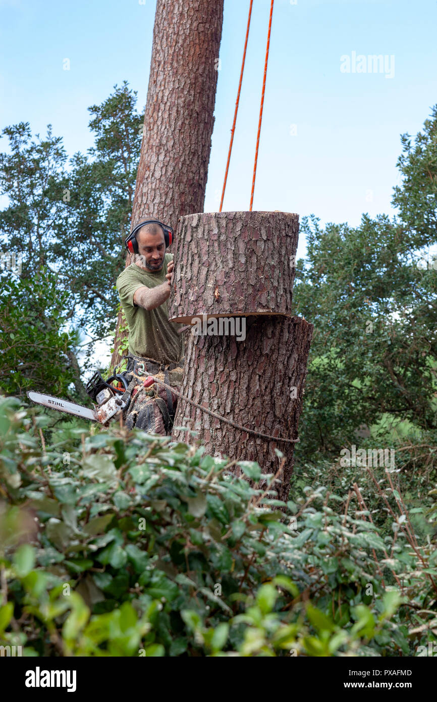Bûcheron professionnel en action près d'une maison. L'abattage d'arbres de pin haute nécessite l'abattage de leurs boles du haut vers le bas. Banque D'Images
