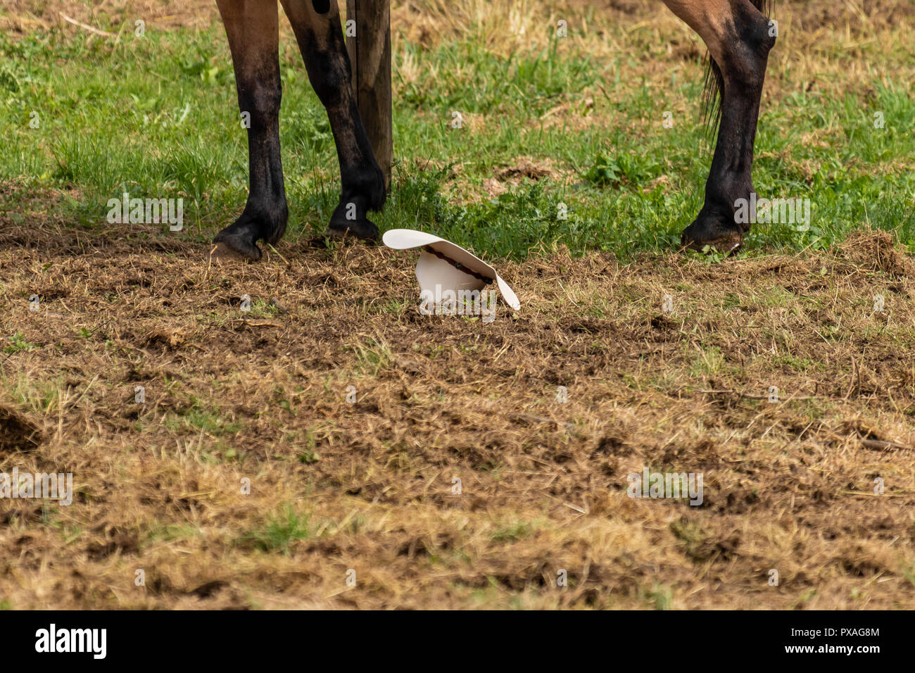 Chapeau de cowboy Blanc de l'Ouest américain, a chuté en signe d'abandon et de la défaite. Chevaux italien et Rodeo show, jeu de rôle sur sunny, journée d'été. Banque D'Images