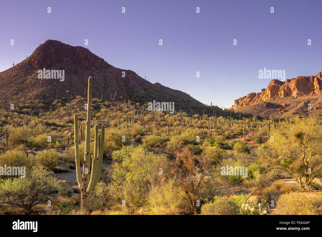 South West USA, Arizona désert Paysage, Superstition Mountain près de Phoenix. Banque D'Images