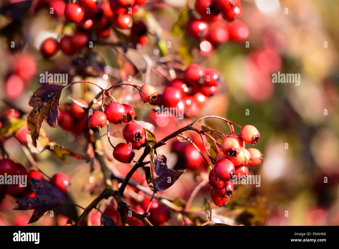 Aubépine rouge fruits, fruits mûrs, couleurs d'automne rouge, rose, jaune,  doré, vert, feuille, leavs, bush, d'herbes aromatiques pour l'hypertension  paysage d'automne Photo Stock - Alamy