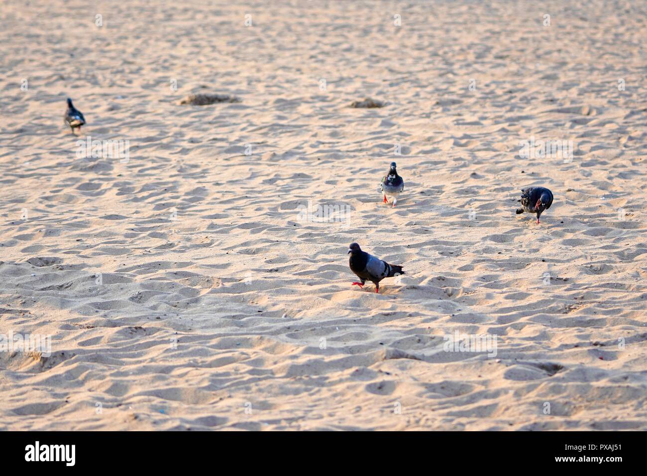 Les oiseaux sur la plage Banque D'Images