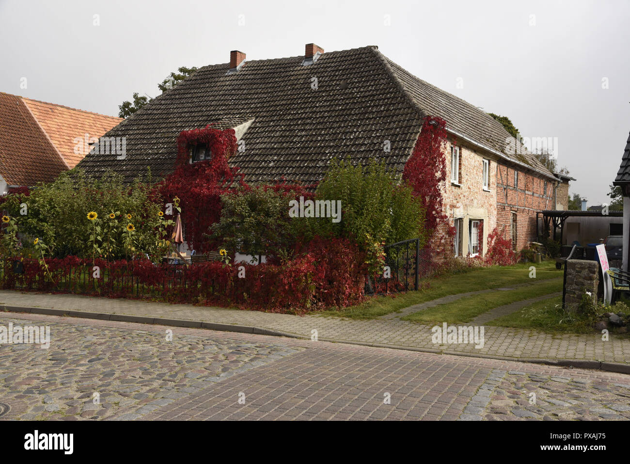 Une ferme brickstone couvert de feuilles de vigne rouge en automne dans Altenkirchen sur l'île de Rügen en Allemagne. Banque D'Images