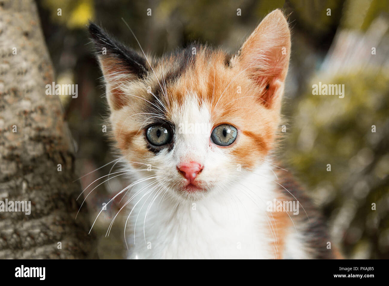 Chiot chat sauvage aux yeux bleus Banque D'Images