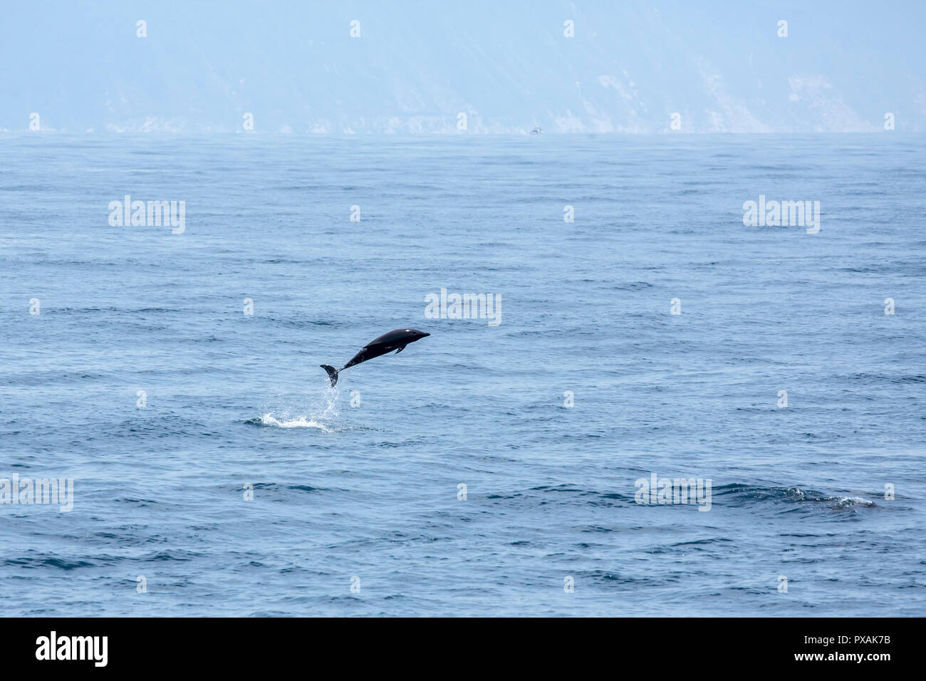 Dauphin à long bec (Stenella longirostris) Sauter au large de la côte est de Taiwan Banque D'Images