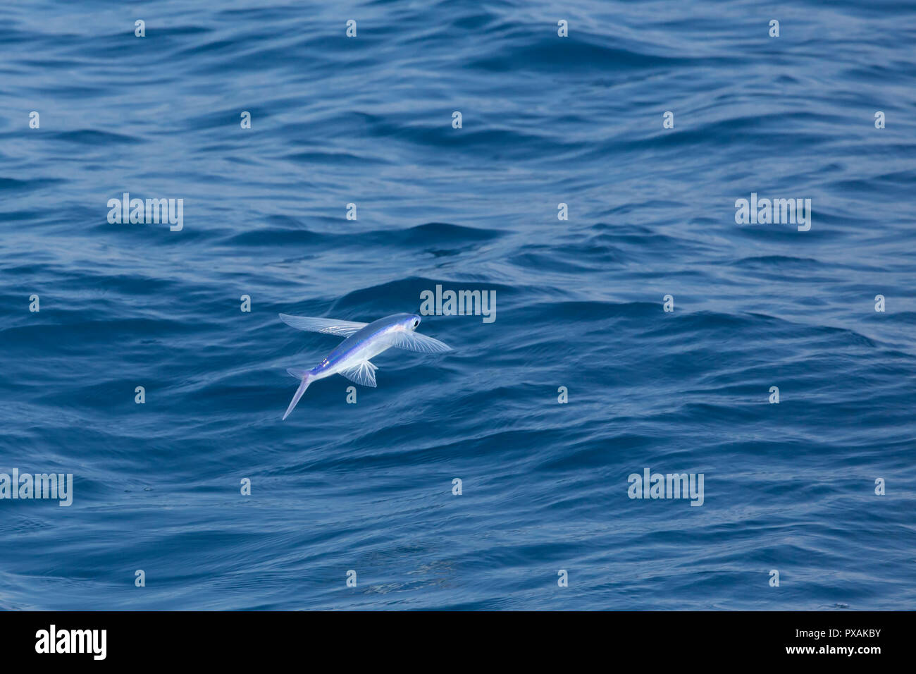 Les poissons volants dans les eaux tropicales de Taiwan, au large de Hualien, dans l'Océan Pacifique Banque D'Images