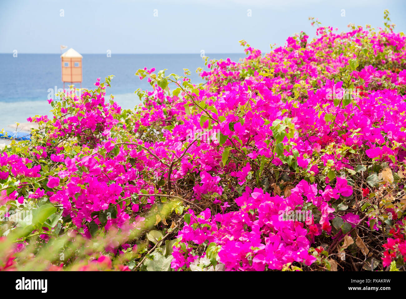 Belles fleurs denses Banque D'Images