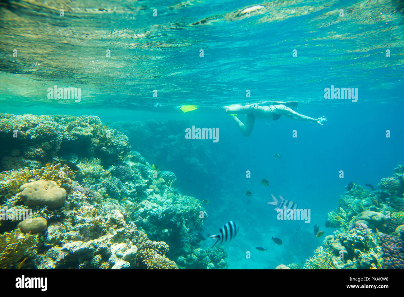 Corail et poisson dans la mer rouge rouge Banque de photographies et d ...
