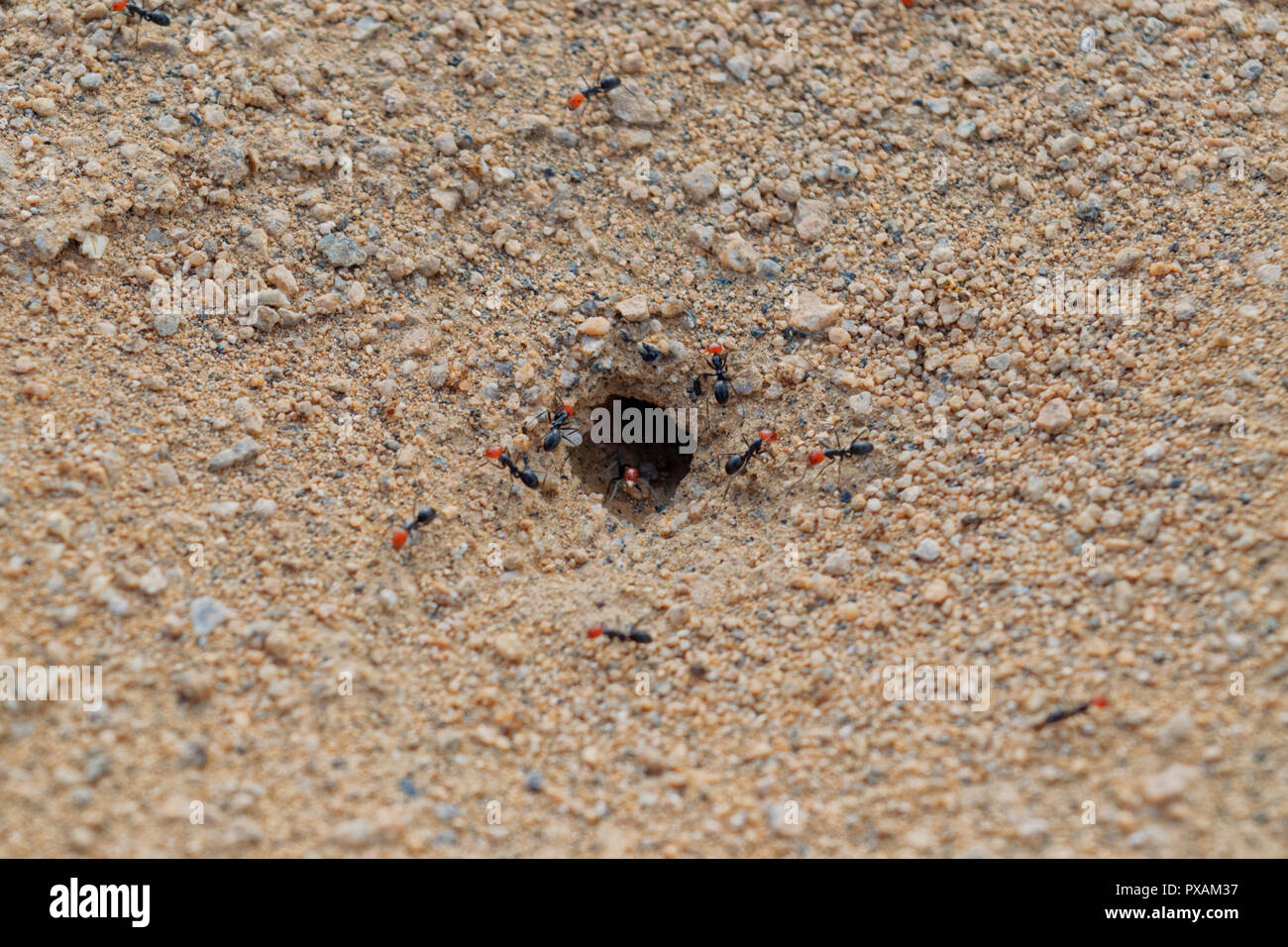 Les fourmis charpentières avec une tête rouge, entrer dans la fourmilière au milieu du désert d'Atacama Banque D'Images