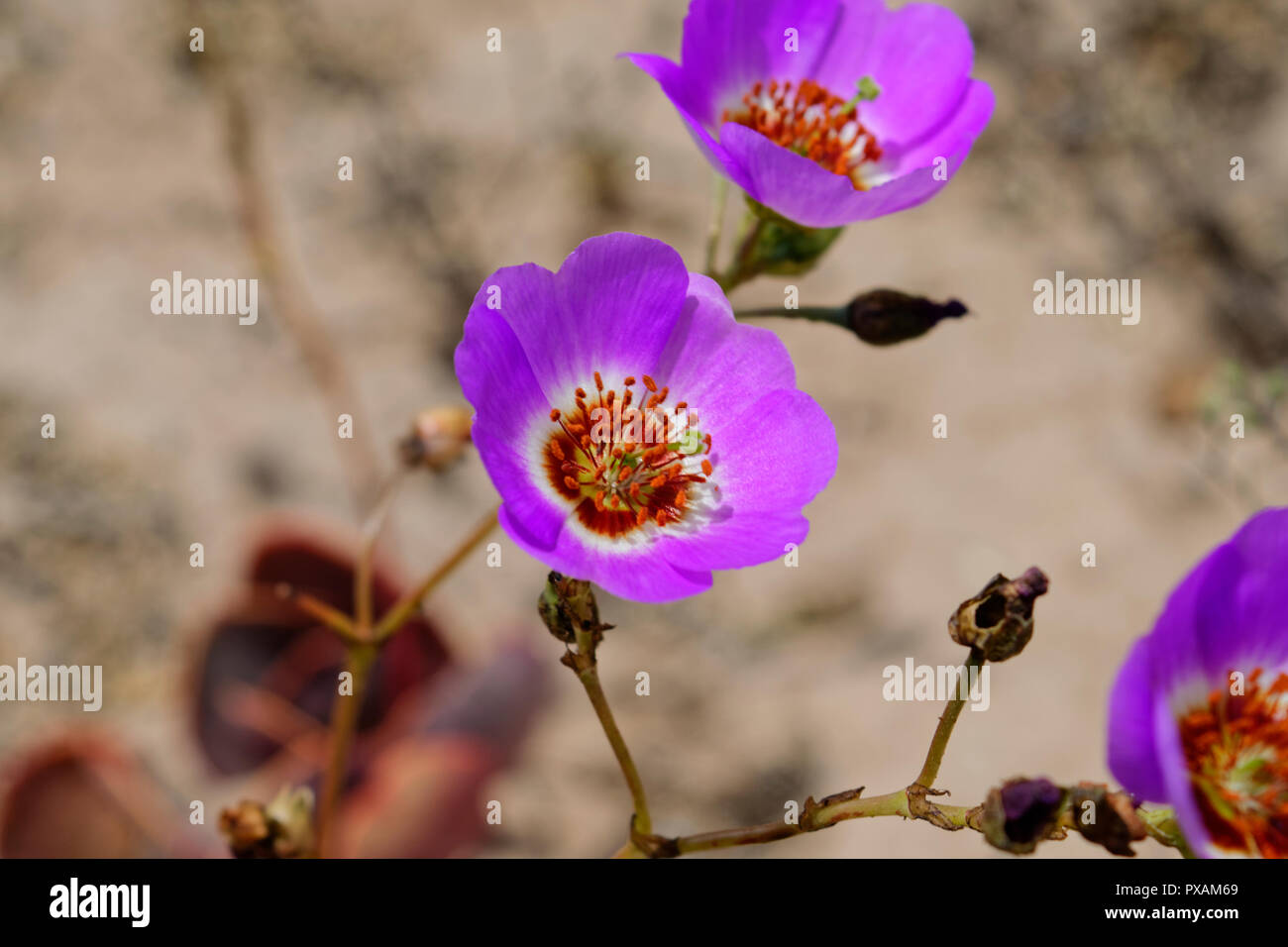 Cistanthe grandiflora, mieux connu sous le nom de Pata de Guanaco. Fleur du désert d'Atacama. Banque D'Images