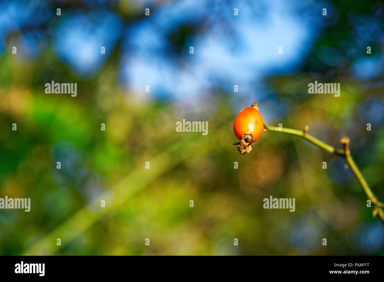 Close-up of dog-rose de baies. Dog rose fruits (rosa canina). L'églantier sauvage dans la nature Banque D'Images