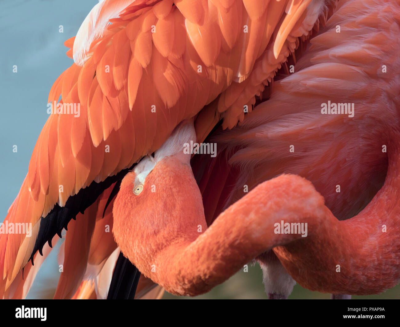 American Flamants Roses Phoenicopterus ruber se lissant les plumes photographie en captivité Banque D'Images