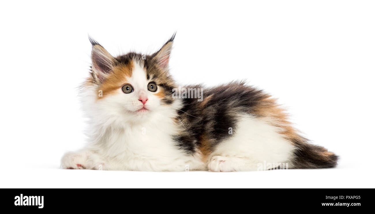 Chaton Maine Coon, 8 semaines, in front of white background Banque D'Images