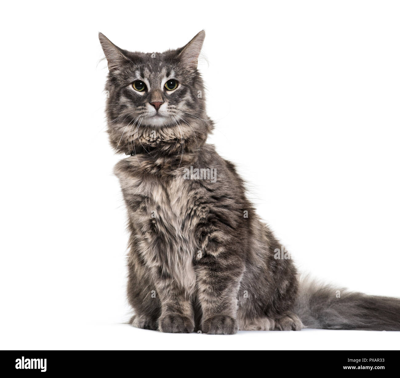 Chat norvégien, 9 mois, in front of white background Banque D'Images