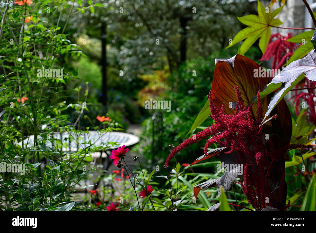 Amaranthus caudatus,Love Lies Bleeding,patio,jardin,fleurs,fleurs,fleurs,rouge,inflorescence Fleurs RM Banque D'Images