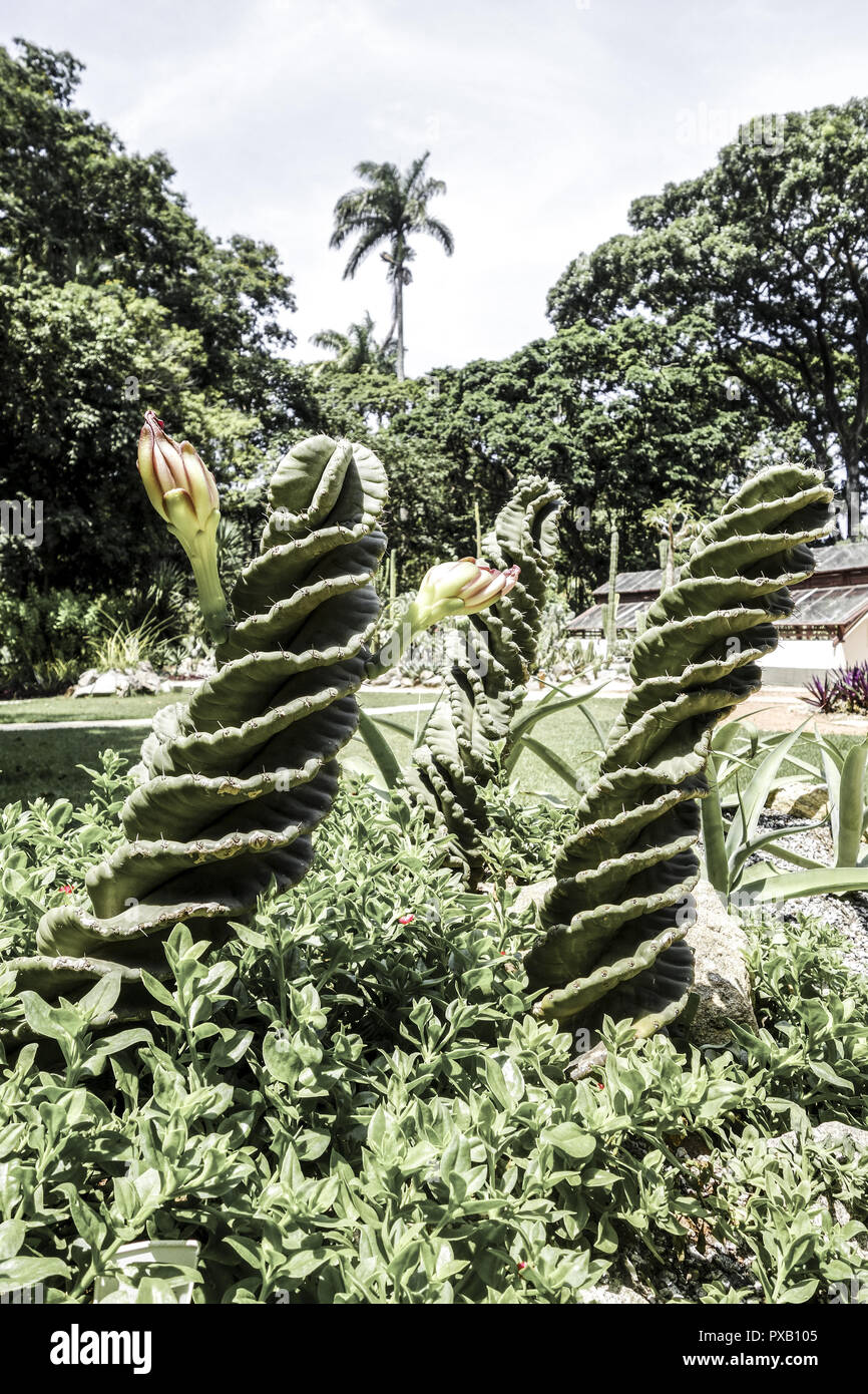 Rio de Janeiro, le jardin botanique, Jardim Botanico, Brésil Banque D'Images