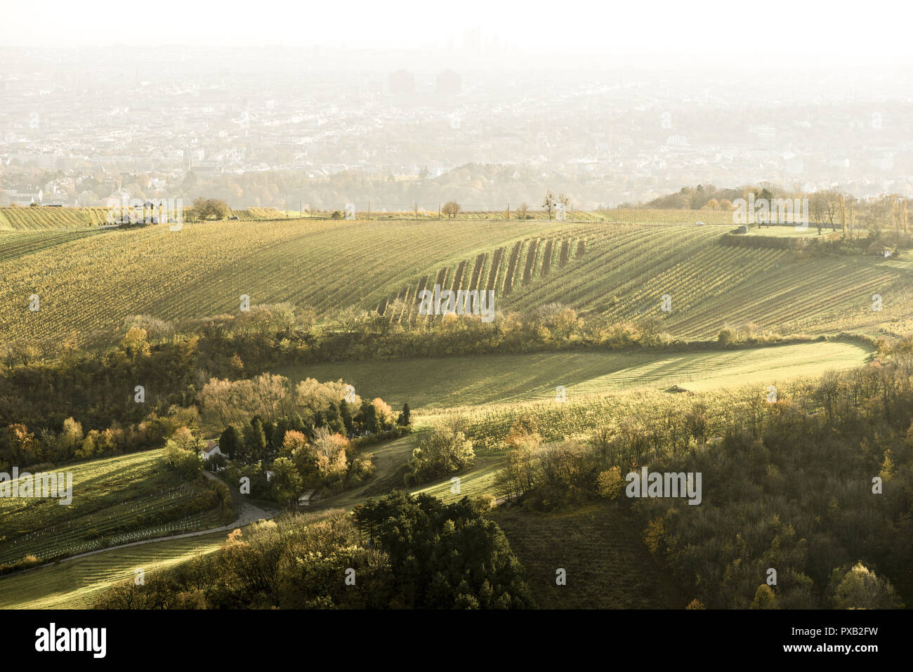 Vue de la montagne de vignobles de Vienne, Autriche, Vienne Leopoldsberg, Danube City Banque D'Images
