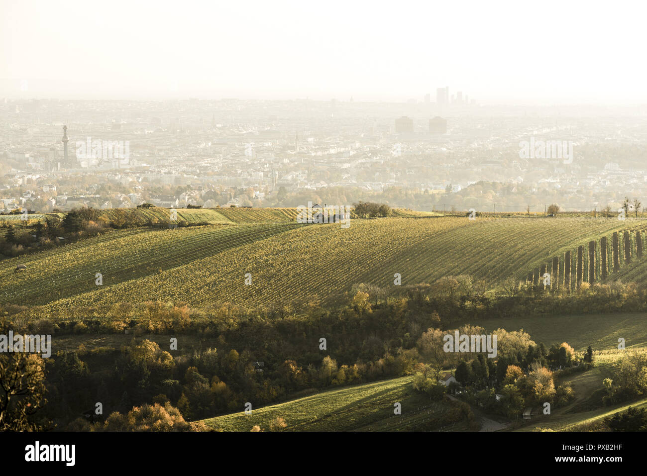 Vue de la montagne de vignobles de Vienne, Autriche, Vienne Leopoldsberg, Danube City Banque D'Images