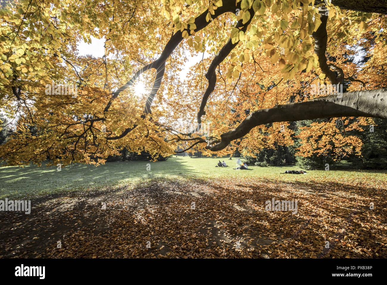 Hêtre en automne, l'Autriche, Vienne, 18. district, Tuerkenschanzpark Banque D'Images