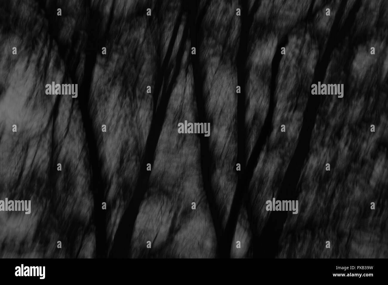 Mystic genre d'images de la forêt de fin de nuit Banque D'Images