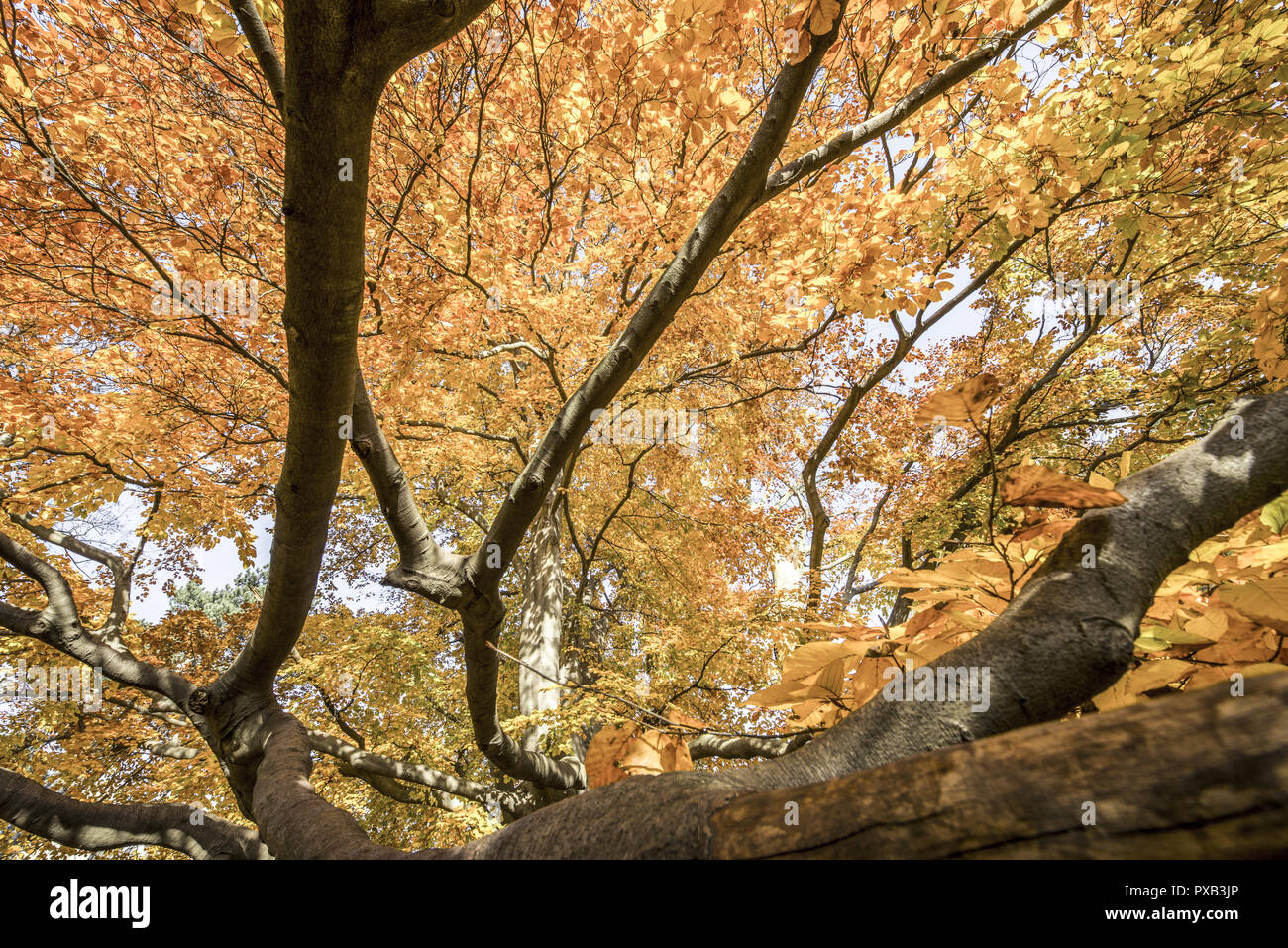 Hêtre en automne, l'Autriche, Vienne, 18. district, Tuerkenschanzpark Banque D'Images