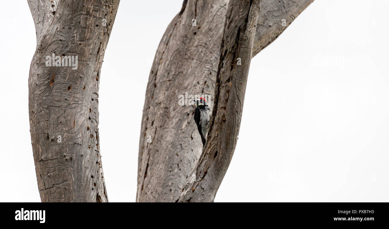 Acorn woodpecker sur troncs blancs Banque D'Images