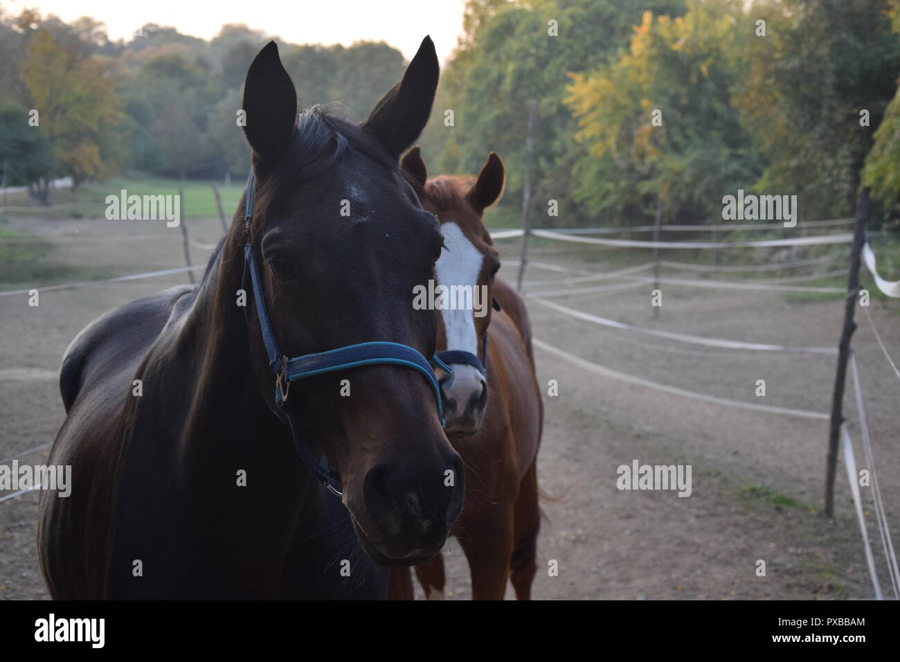 Ferme équestre Banque D'Images