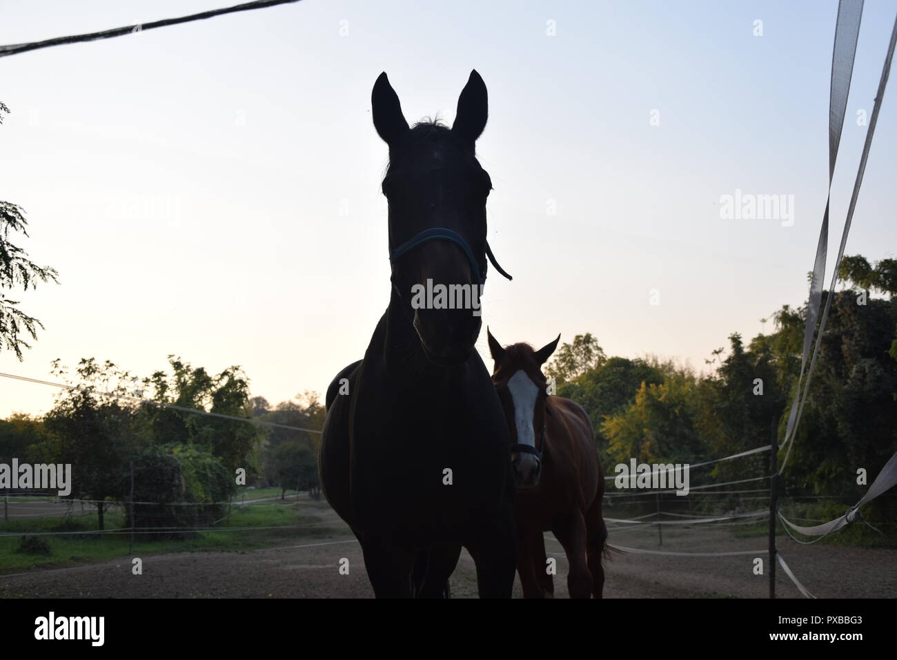 Ferme équestre Banque D'Images