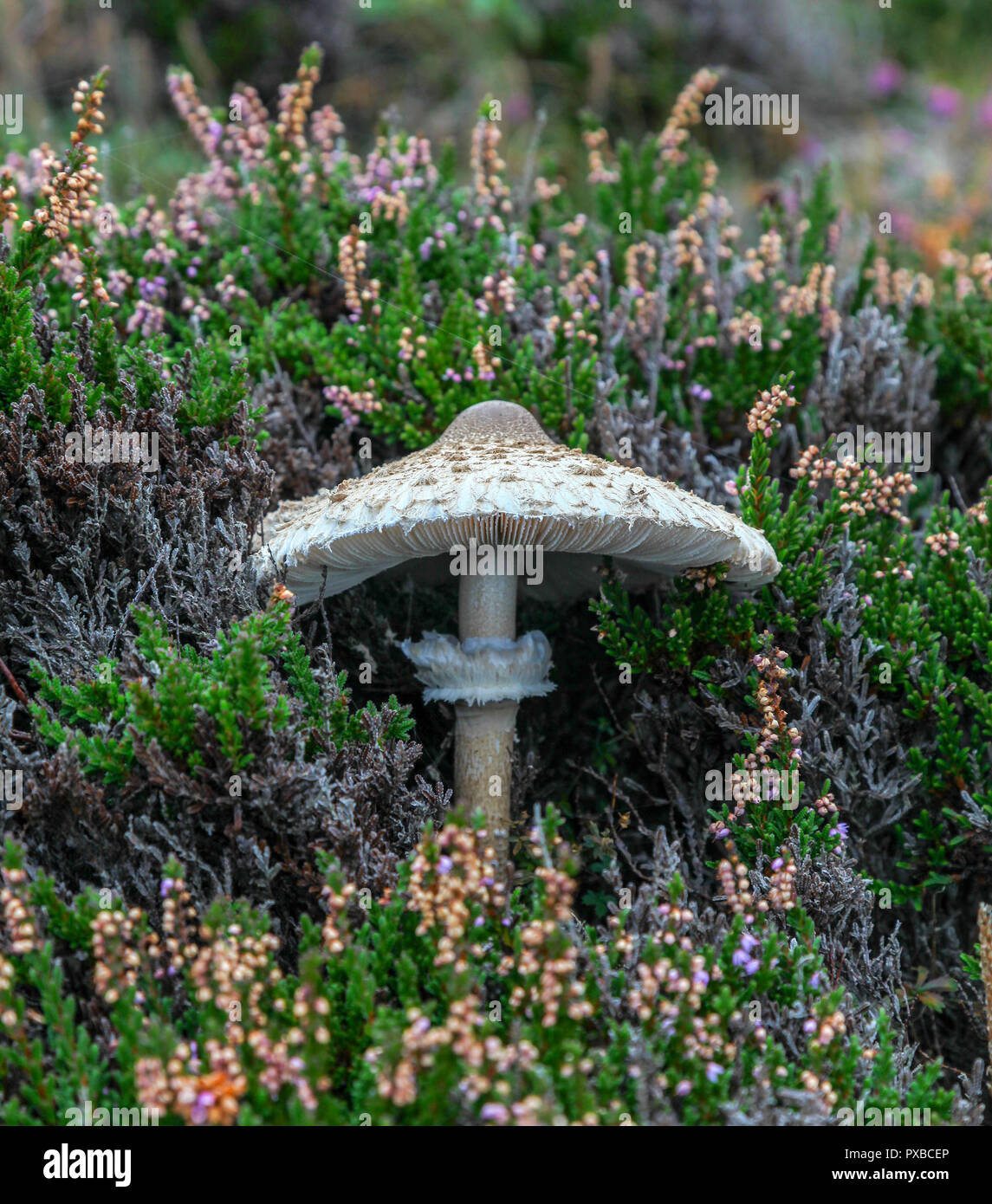 Un cap d'encre hirsute ou champignons champignons (Coprinus comatus) dans la bruyère commune ou Ling Banque D'Images