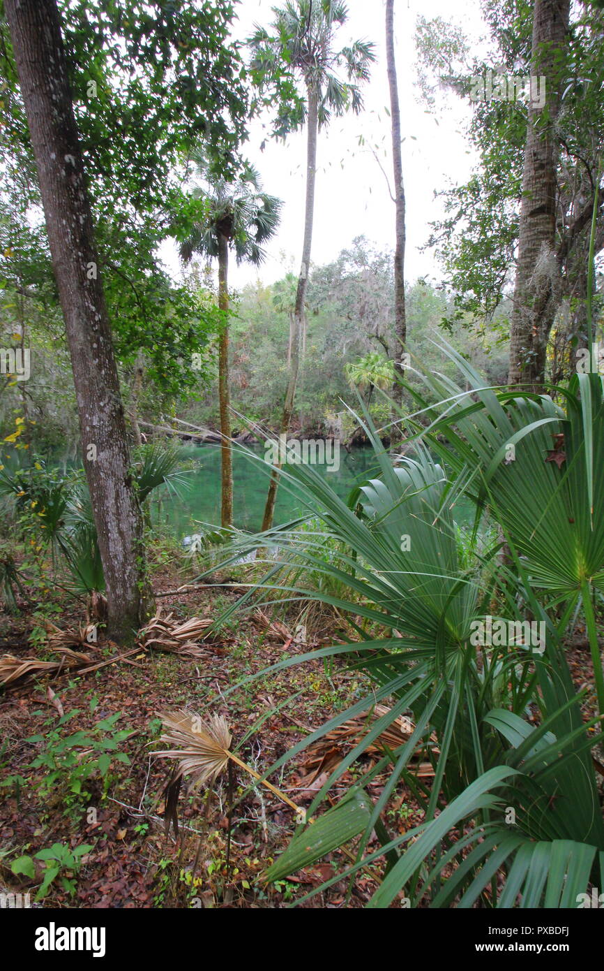 Blue Spring State Park, Floride Banque D'Images