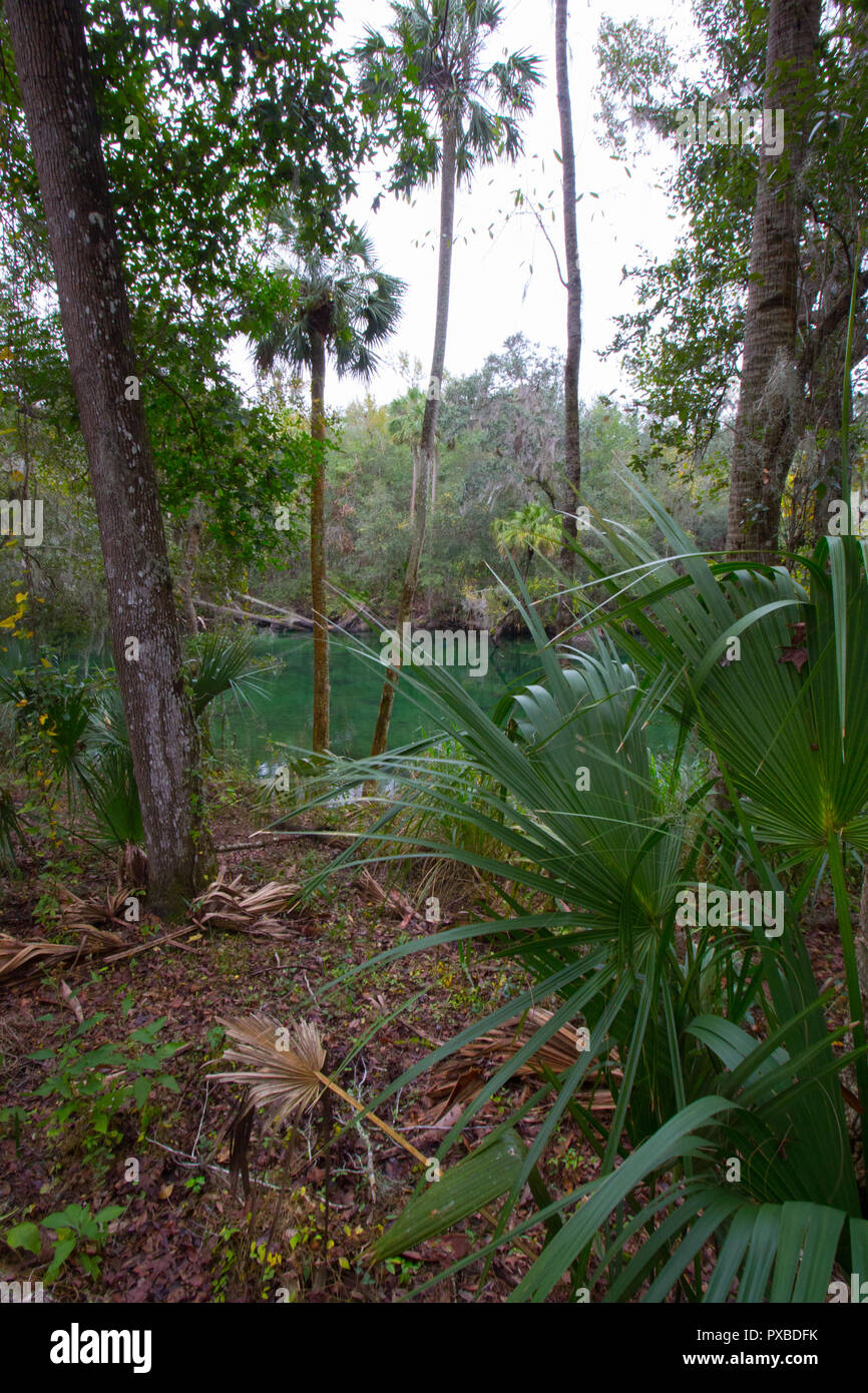 Blue Spring State Park, Floride Banque D'Images