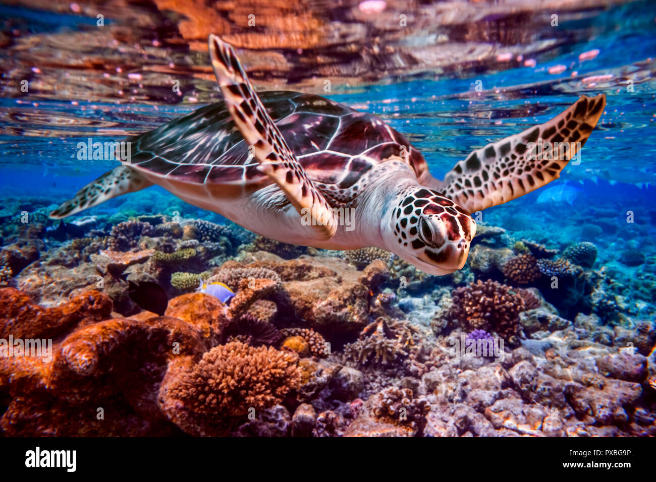 Tortue de mer nage sous l'eau sur l'arrière-plan des récifs coralliens. Les récifs coralliens de l'océan Indien aux Maldives. Banque D'Images