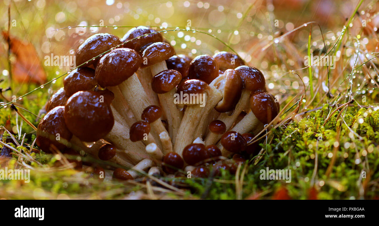 Les champignons agaric Armillaria de miel dans une forêt ensoleillée sous la pluie. Champignon de miel sont considérés en Ukraine, Russie, Pologne, Allemagne et d'autres c Banque D'Images