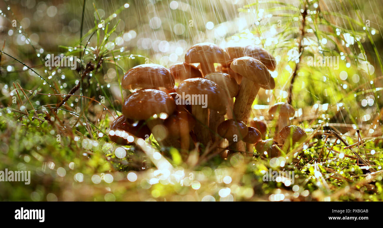 Les champignons agaric Armillaria de miel dans une forêt ensoleillée sous la pluie. Champignon de miel sont considérés en Ukraine, Russie, Pologne, Allemagne et d'autres c Banque D'Images